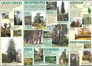 Exposición As árbores de Galicia 23